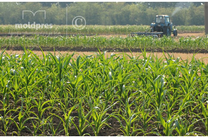 Several farmers applied for working capital in agriculture