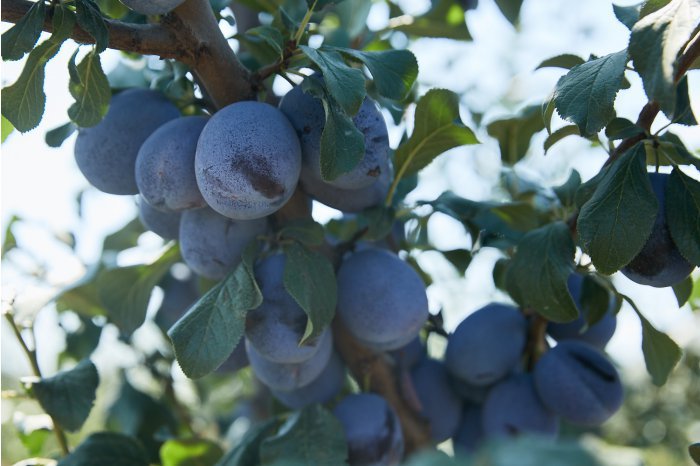 Moldovan economy minister says most plums imported by European Union are from Moldova 
