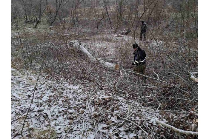 ФОТО Серьезный случай незаконной вырубки леса в Хынчештском районе:  спилено более  300 деревьев разных пород  